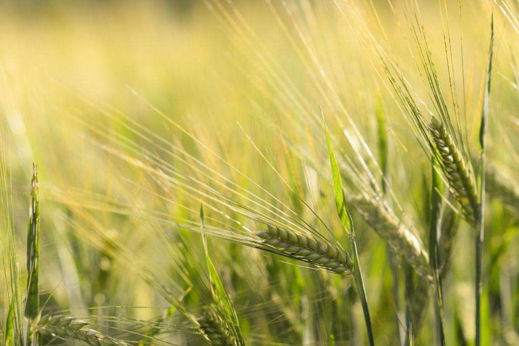 Grains